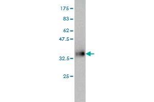 Western Blot detection against Immunogen (36. (ISL1 antibody  (AA 63-159))