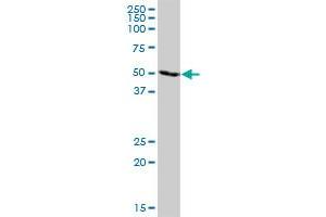 TRIM21 MaxPab polyclonal antibody. (TRIM21 antibody  (AA 1-475))