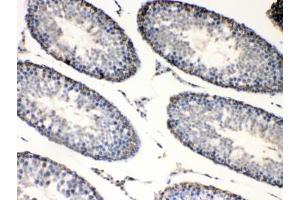 IHC testing of FFPE rat testis tissue with BAG1 antibody at 1ug/ml. (BAG1 antibody  (AA 323-345))