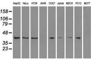 Western blot analysis of extracts (35 µg) from 9 different cell lines by using anti-MAPK1 monoclonal antibody. (ERK2 antibody)