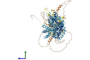 AlphaFold protein structure predicition of Human Recombinant SLC4A4 Protein, UniprotID Q9Y6R1