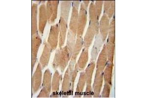 COQ7 Antibody (C-term) (ABIN652061 and ABIN2840529) immunohistochemistry analysis in formalin fixed and paraffin embedded human skeletal muscle followed by peroxidase conjugation of the secondary antibody and DAB staining. (Coq7 antibody  (C-Term))