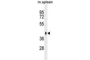 SYTL3 Antibody (N-term) western blot analysis in mouse spleen tissue lysates (35µg/lane). (SYTL3 antibody  (N-Term))