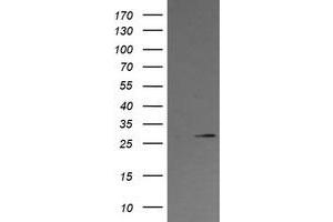 Image no. 1 for anti-Kallikrein 8 (KLK8) antibody (ABIN1498964) (Kallikrein 8 antibody)