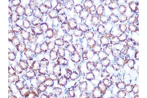 Immunohistochemistry of paraffin-embedded mouse kidney using B1 Rabbit mAb (ABIN7265772) at dilution of 1:100 (40x lens). (ATP1B1 antibody)