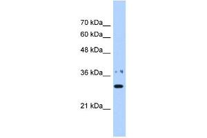 NMNAT1 antibody used at 0. (NMNAT1 antibody  (N-Term))