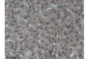 Detection of C3 in Porcine Liver Tissue using Polyclonal Antibody to Complement Component 3 (C3) (C3 antibody  (AA 23-300))