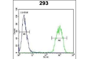 JUN Antibody (C-term) i flow cytometric analysis of 293 cells (right histogram) compared to a negative control cell (left histogram). (C-JUN antibody  (C-Term))