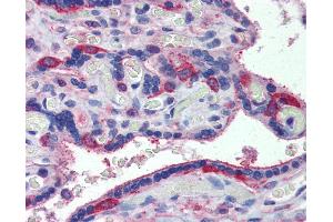 Anti-MARCH8 antibody IHC of human placenta. (MARCH8 antibody  (C-Term))