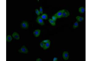 Immunofluorescence staining of HepG2 cells with ABIN7168050 at 1:166, counter-stained with DAPI. (RHOU antibody  (AA 1-48))