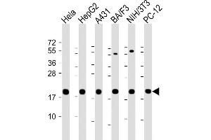 All lanes : Anti-Cyclophilin B Antibody at 1:2000 dilution Lane 1: Hela whole cell lysate Lane 2: HepG2 whole cell lysate Lane 3: A431 whole cell lysate Lane 4: BA/F3 whole cell lysate Lane 5: NIH/3T3 whole cell lysate lane 6: PC-12 whole cell lysate Lysates/proteins at 20 μg per lane. (PPIB antibody  (AA 161-195))