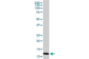 IFITM2 monoclonal antibody (M14), clone 1F2. (IFITM2 antibody  (AA 1-59))