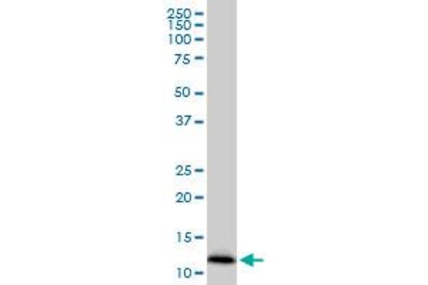 IFITM2 antibody  (AA 1-59)