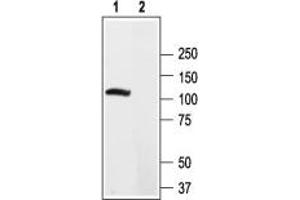 Western blot analysis of rat brain lysate: - 1. (Kv2.2 antibody  (C-Term, Intracellular))