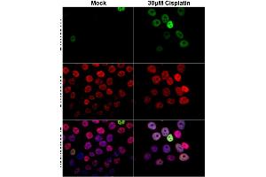 ICC/IF Image p21 Cip1 antibody detects p21 Cip1 protein at nucleus by immunofluorescent analysis. (p21 antibody)
