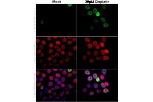 ICC/IF Image p21 Cip1 antibody detects p21 Cip1 protein at nucleus by immunofluorescent analysis.