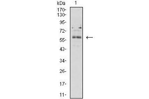 Western blot analysis using BTN2A2 mouse mAb against K562 (1) cell lysate. (BTN2A2 antibody  (AA 57-237))