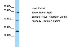 Host: Rabbit Target Name: Tgif2 Sample Type: Rat Heart lysates Antibody Dilution: 1. (TGIF2 antibody  (N-Term))