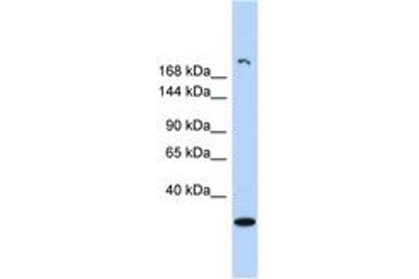 UTY anticorps  (AA 971-1020)
