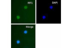 Immunofluorescence (IF) image for anti-Interferon Regulatory Factor 1 (IRF1) antibody (ABIN2666257) (IRF1 antibody)