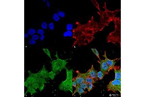 Immunocytochemistry/Immunofluorescence analysis using Mouse Anti-Brevican Monoclonal Antibody, Clone S294A-6 . (BCAN antibody  (AA 219-655) (PerCP))