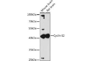 Western blot analysis of extracts of various cell lines, using Cyclin E2 antibody (ABIN1679046, ABIN3018761, ABIN3018762 and ABIN6220571) at 1:3000 dilution. (Cyclin E2 antibody  (C-Term))