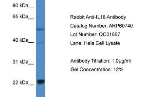 Western Blotting (WB) image for anti-Interleukin 18 (IL18) (C-Term) antibody (ABIN2788556) (IL-18 antibody  (C-Term))