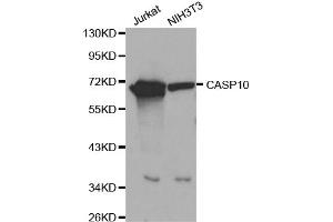 Western blot analysis of extracts of various cell lines, using CASP10 antibody (ABIN5970048) at 1/1000 dilution. (Caspase 10 antibody)