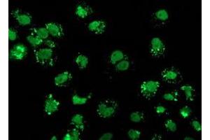 Anti-FGFR2 mouse monoclonal antibody (ABIN2454521) immunofluorescent staining of COS7 cells transiently transfected by pCMV6-ENTRY FGFR2 (RC217098). (FGFR2 antibody)