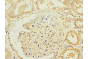 Immunohistochemistry of paraffin-embedded human kidney tissue using ABIN7170096 at dilution of 1:100 (SLC13A2 antibody  (AA 345-455))