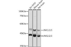 Western blot analysis of extracts of various cell lines, using JNK1/2/3 antibody (ABIN7268630) at 1:1000 dilution. (MAPK8/9/10 antibody)