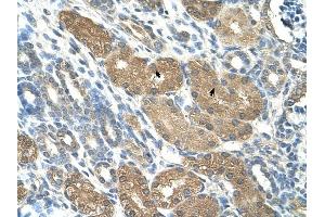 SLC1A5 antibody was used for immunohistochemistry at a concentration of 4-8 ug/ml to stain Epithelial cells of renal tubule (arrows) in Human Kidney. (SLC1A5 antibody)