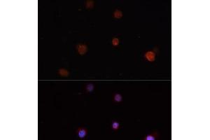 NLRC4 antibody