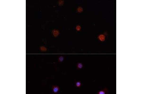 NLRC4 antibody