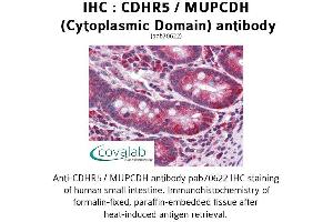 Image no. 1 for anti-Mucin and Cadherin-Like (CDHR5) (Cytoplasmic Domain) antibody (ABIN1732922) (CDHR5 antibody  (Cytoplasmic Domain))