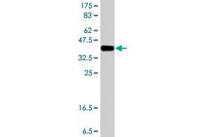 Western Blot detection against Immunogen (37. (D Amino Acid Oxidase antibody  (AA 119-218))