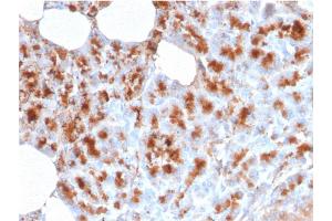 Formalin-fixed, paraffin-embedded human Pancreas stained with MDM2 Mouse Monoclonal Antibody (MDM2/2414). (MDM2 antibody  (AA 126-254))