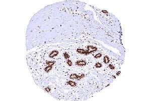 Breast gland with strong nuclear MRE11 staining of all cells. (Recombinant Mre11 antibody)