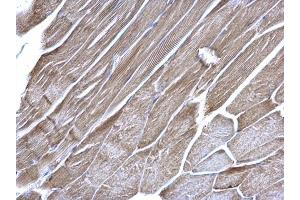 IHC-P Image VDAC1 antibody [N1C2] detects VDAC1 protein at mitochondria on mouse muscle by immunohistochemical analysis. (VDAC1 antibody)