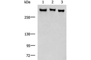 Western blot analysis of LO2 NIH/3T3 A172 cell lysates using FLNC Polyclonal Antibody at dilution of 1:750 (FLNC antibody)