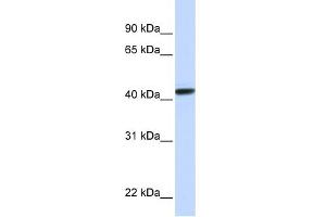 WB Suggested Anti-CLN8 Antibody Titration:  0. (CLN8 antibody  (N-Term))