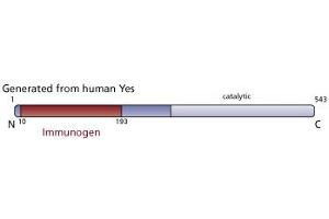 Image no. 4 for anti-V-Yes-1 Yamaguchi Sarcoma Viral Oncogene Homolog 1 (YES1) (AA 10-193) antibody (ABIN967927) (YES1 antibody  (AA 10-193))