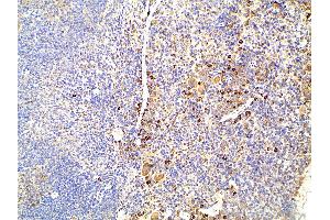 Immunohistochemistry (IHC) image for anti-Ephrin B2 (EFNB2) (C-Term) antibody (ABIN6261455)