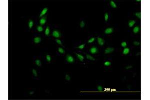 Immunofluorescence of purified MaxPab antibody to C7orf16 on HeLa cell. (G Substrate antibody  (AA 1-155))