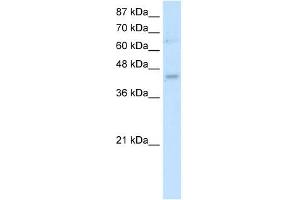 WB Suggested Antibody Titration:  0. (UBE2Z antibody  (N-Term))