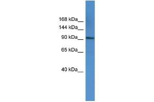 WB Suggested Anti-AP2A1 Antibody Titration: 0. (alpha Adaptin antibody  (C-Term))