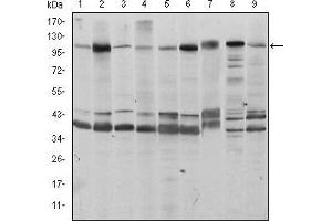 FUK antibody