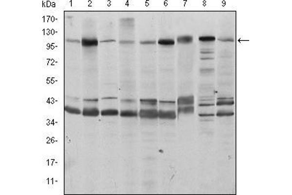 FUK antibody