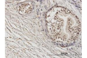Image no. 1 for anti-Zinc Finger Protein 92 (ZNF92) (AA 490-587) antibody (ABIN599335) (ZNF92 antibody  (AA 490-587))