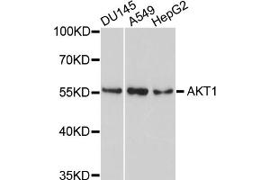 Western blot analysis of extracts of various cell lines, using AKT1 antibody (ABIN4902872) at 1:1000 dilution. (AKT1 antibody)